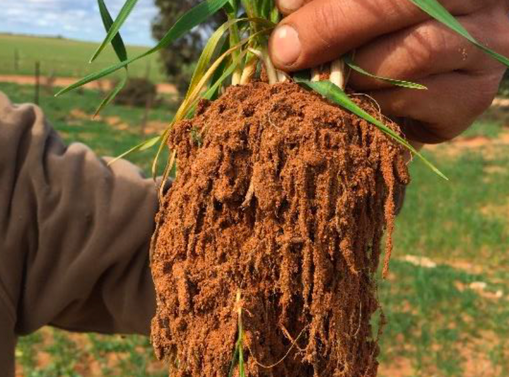 Regenerative Opportunities in Low Rainfall Farming Systems